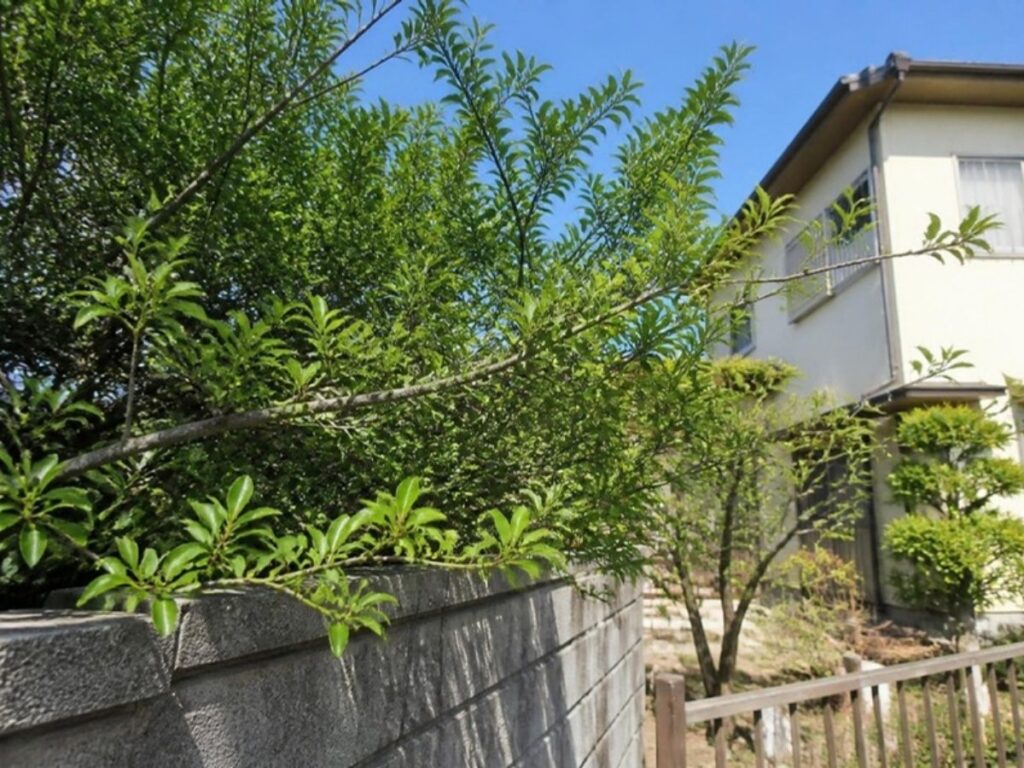 ③ 南側の植木おとなりに出ています